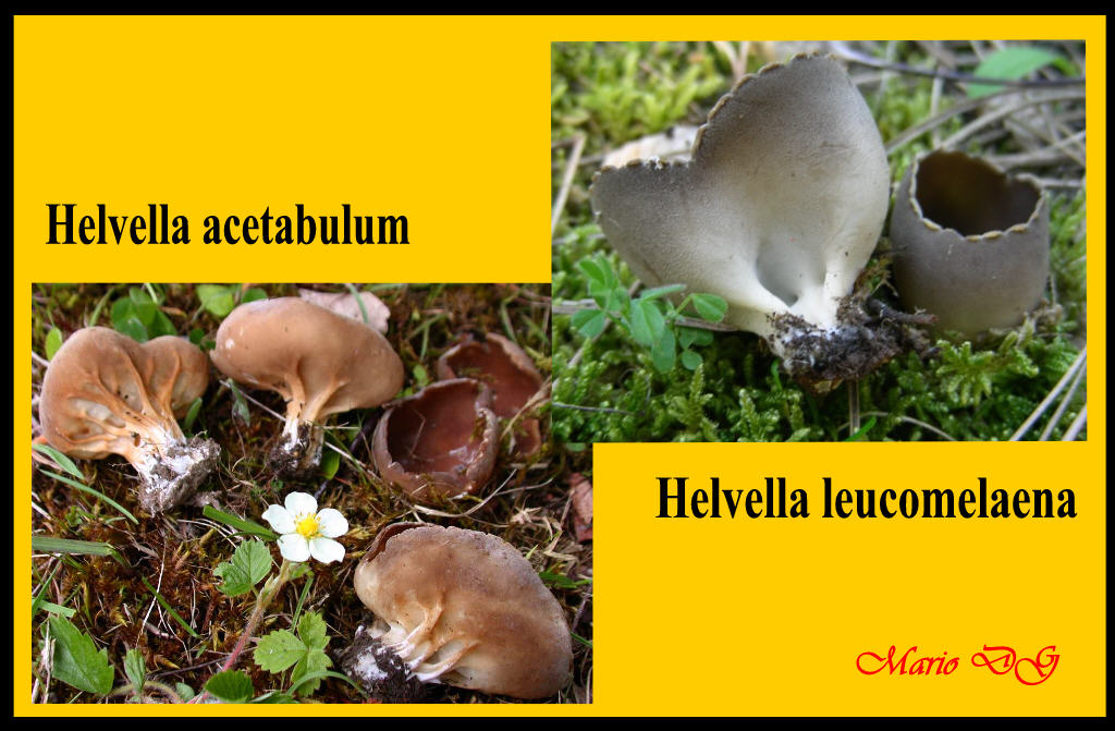 Helvella leucomelaena?